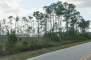Pinus elliottii (slash pine, yellow slash pine, swamp pine)