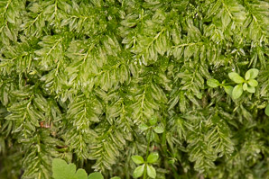 Plagiomnium ciliare (saber tooth moss, plagiomnium moss)