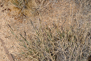Pleuraphis rigida (Galleta grass, big galleta)