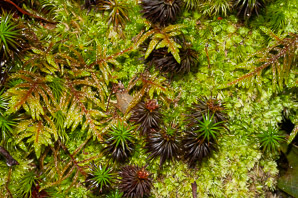 Pleurozium schreberi (Schreber’s moss, feather moss, red-stemmed feather moss, Schreber’s big red stem moss)
