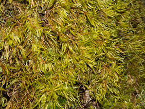 Pleurozium schreberi (Schreber’s moss, feather moss, red-stemmed feather moss, Schreber’s big red stem moss)