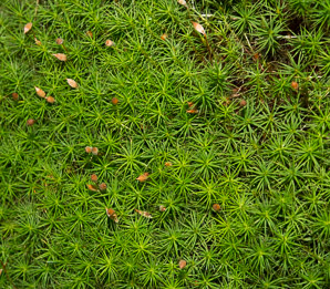 Polytrichum commune (common haircap moss, haircap moss, polytrichum moss)
