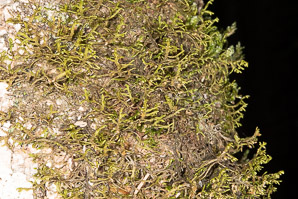 Porella navicularis (tree ruffle liverwort)