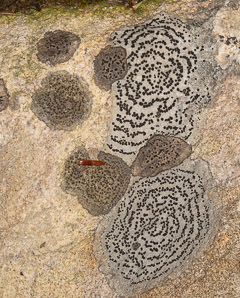 Porpidia crustulata (concentric boulder lichen, crust porpidia lichen)