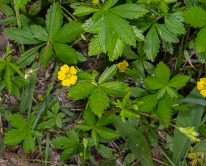 Potentilla simplex (common cinquefoil, old-field five-fingers, oldfield cinquefoil)