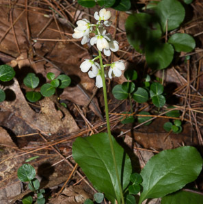 Pyrola elliptica (pyrola, shinleaf, common shinleaf, waxflower shinleaf)