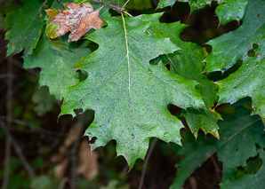 Quercus velutina (Eastern black oak, black oak, yellow oak)