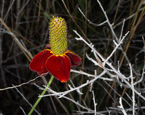 Ratibida columnifera (upright prairie coneflower, Mexican hat)