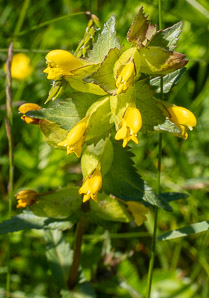 Rhinanthus minor (yellow rattle, little yellow rattle)