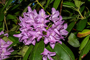 Rhododendron maximum (great rhododendron, great laurel, rosebay rhododendron, American rhododendron, big rhododendron)