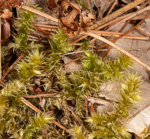 Rhytidiadelphus triquetrus (rough goose neck moss, electrified cat tail moss)
