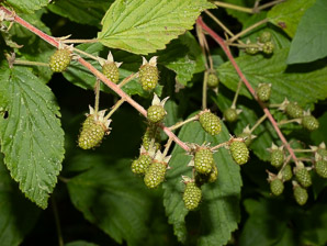 Rubus idaeus (wild raspberry, American red raspberry)