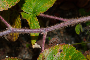 Rubus phoenicolasius (wineberry, wine raspberry, Japanese wineberry)