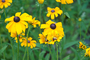 Rudbeckia hirta (black-eyed Susan, blackeyed Susan)