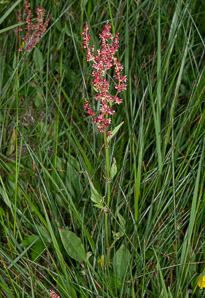 Rumex acetosella (red sorrel, sheep sorrel, sour weed, field sorrel, common sheep sorrel)