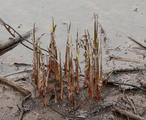 Sagittaria cuneata (arumleaf arrowhead)