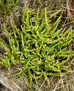 Salicornia depressa (slender glasswort, samphire, chicken-claws, common glasswort, Virginia glasswort)