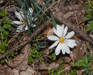 Sanguinaria canadensis (bloodroot)