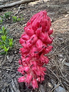 Sarcodes sanguinea (snowplant)