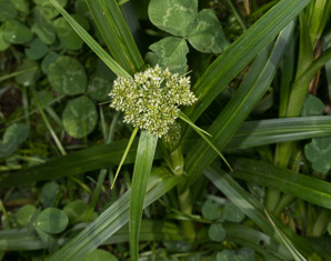 Scirpus atrovirens (green bulrush, dark-green bulrush, dark-green bullrush)