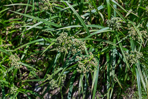 Scirpus atrovirens (green bulrush, dark-green bulrush, dark-green bullrush)