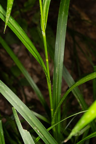 Scirpus microcarpus (barberpole sedge, panicled bulrush)