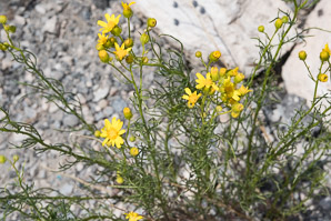 Senecio flaccidus (threadleaf ragwort)