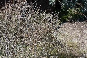 Senna armata (spiny senna, desert senna, desertsenna)