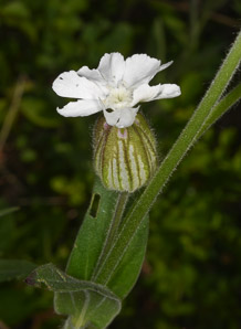 Silene latifolia (bladder campion)