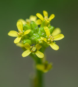 Sisymbrium officinale (hedge mustard, hedgemustard)