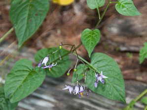 Solanum dulcamara (bittersweet, bittersweet nightshade, blue bindweed, climbing nightshade)