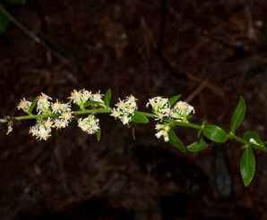 Solidago bicolor (silverrod, white goldenrod)