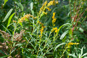Solidago canadensis (Canada goldenrod)