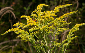Solidago gigantea (smooth goldenrod, giant goldenrod)