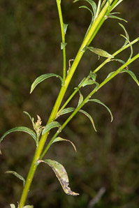 Solidago juncea (early goldenrod)