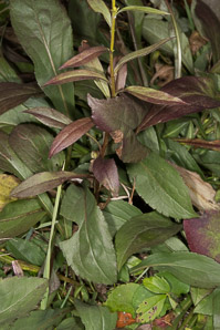 Solidago juncea (early goldenrod)