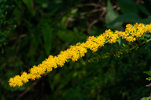 Solidago nemoralis (gray goldenrod, field goldenrod)