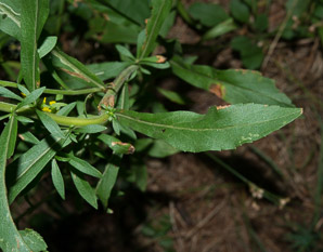 Solidago puberula (downy goldenrod)