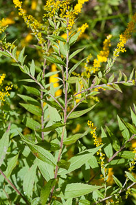 Solidago rugosa (rough-stemmed goldenrod, wrinkleleaf goldenrod)