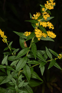 Solidago rugosa (rough-stemmed goldenrod, wrinkleleaf goldenrod)