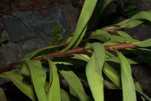 Solidago sempervirens (seaside goldenrod, salt-marsh goldenrod)