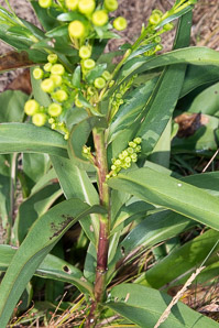 Solidago sempervirens (seaside goldenrod, salt-marsh goldenrod)