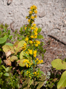 Solidago squarrosa (stout goldenrod)