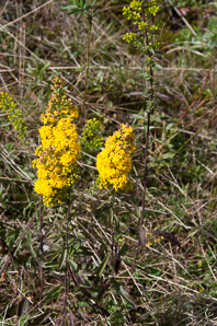 Solidago uliginosa (bog goldenrod)