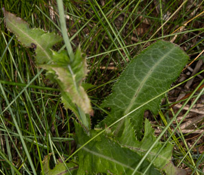 Sonchus asper (spiny-leaved sow-thistle, spiny sowthistle, prickly sowthistle, spiny-leaved sow thistle, rough sow-thistle, rough milk thistle)