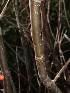 Sorbus americana (mountain ash, American mountain ash)