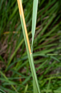 Sorghastrum nutans (Indian grass, indiangrass)