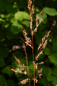 Sorghastrum nutans (Indian grass, indiangrass)