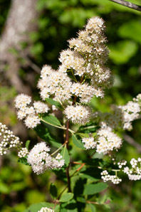 Spiraea alba (meadowsweet, white meadowsweet)
