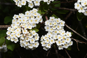Spiraea betulifolia (birch-leaf spirea, white spirea)